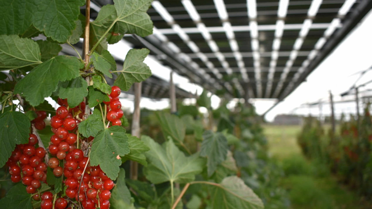 A berry good idea: Fruitvoltaic-Anlagen gehen in Betrieb- Image