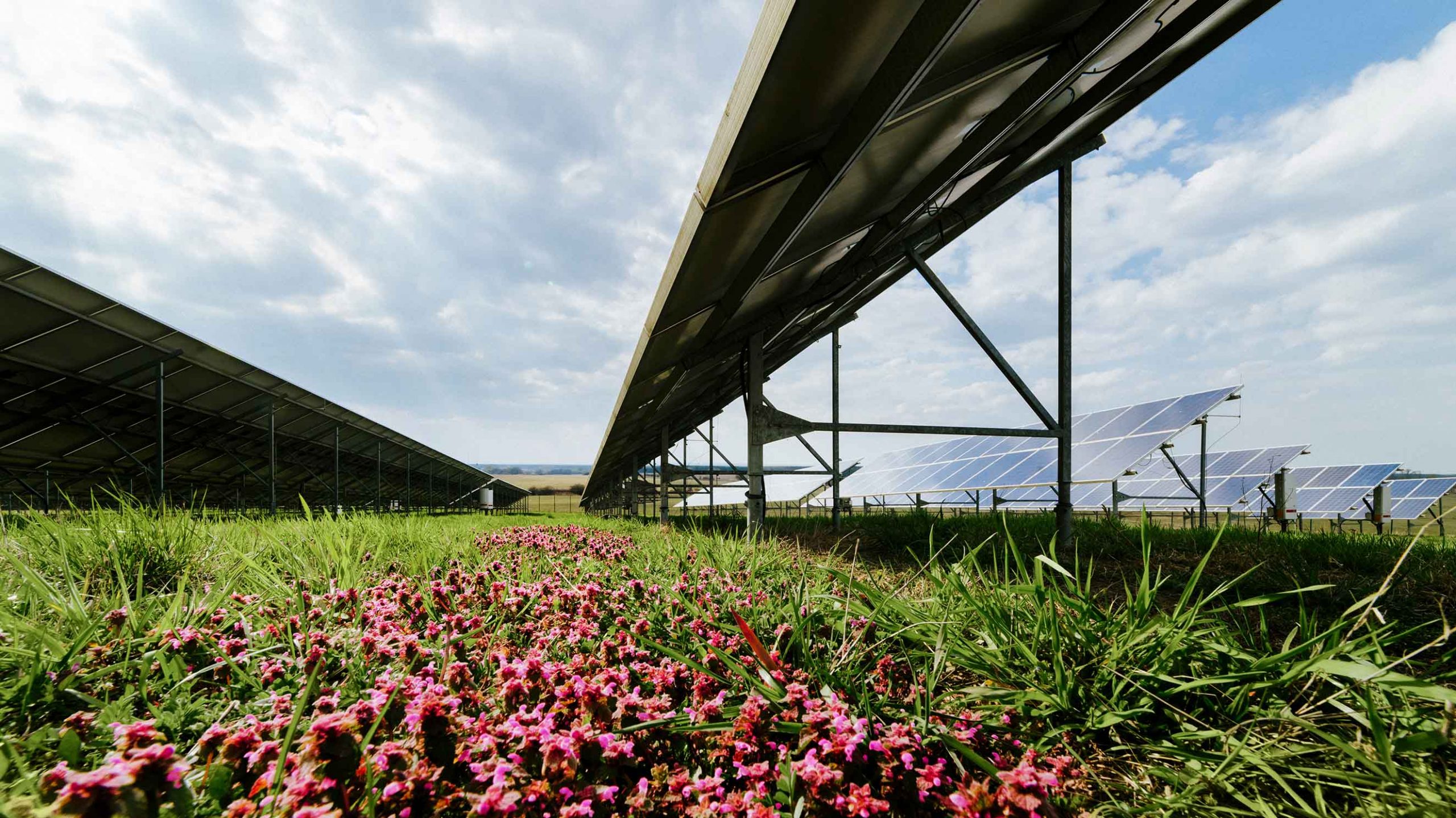 Dieser Solarbogen revolutioniert die Agro-Photovoltaik- Image