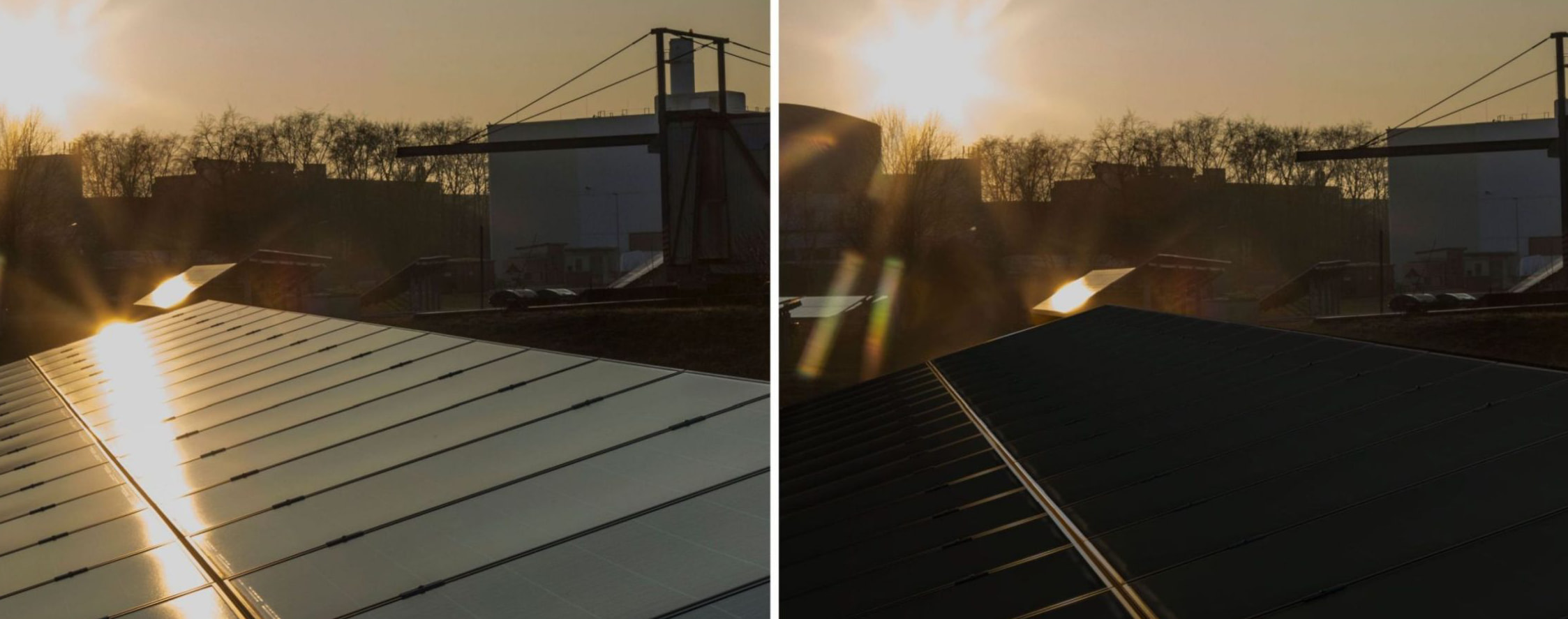 Rosige Aussichten: Wie sich die Solarbranche von der Pflanzenwelt inspirieren lässt- Image