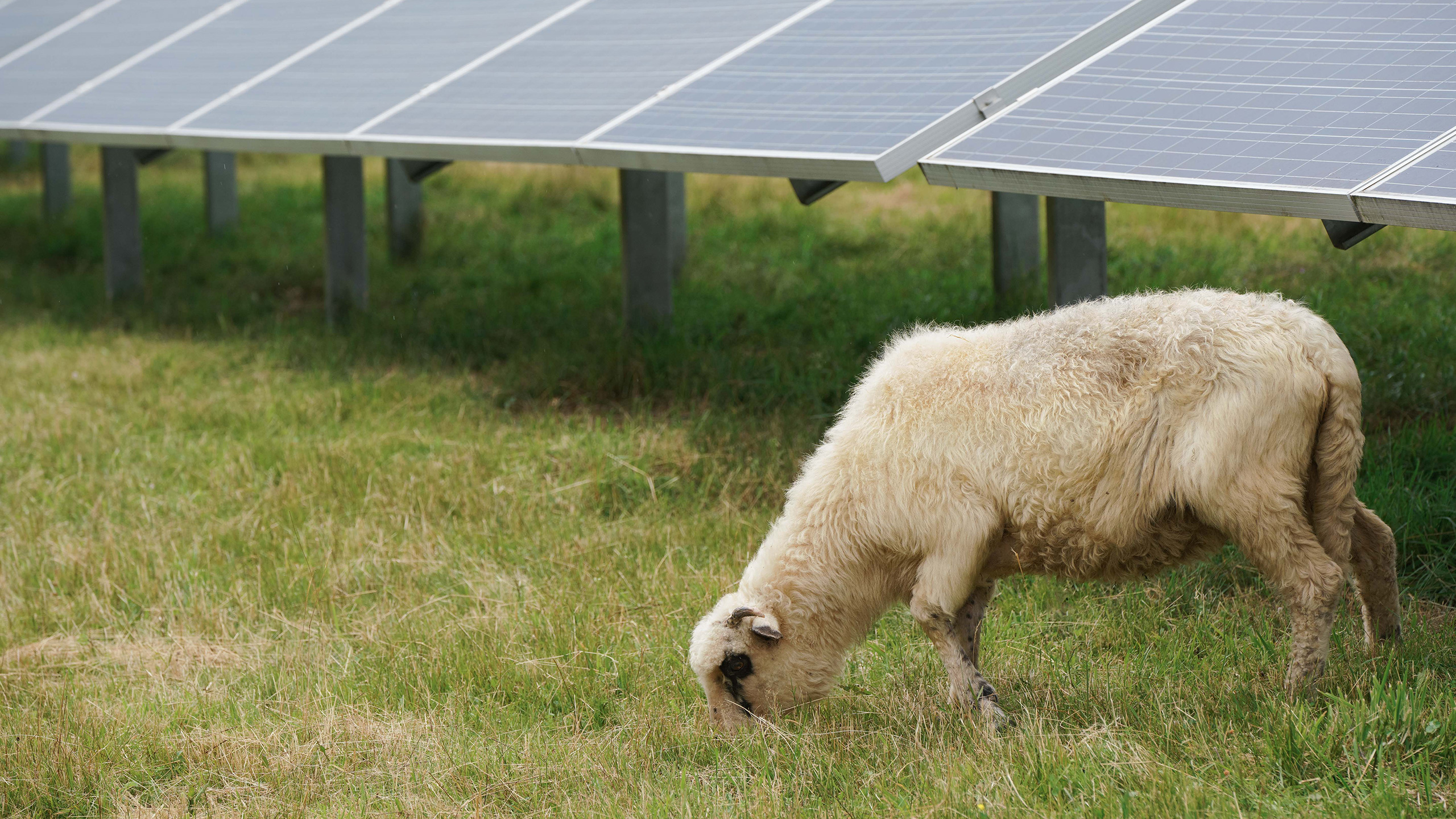 Mosaik aus Lebensräumen: Solarparks fördern Artenvielfalt- Image
